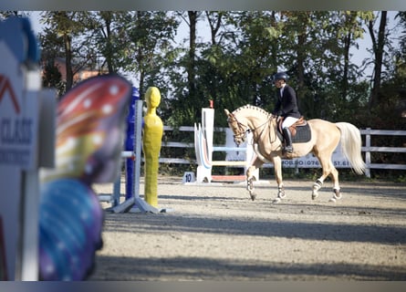 Polnisches Warmblut, Wallach, 6 Jahre, 164 cm, Palomino