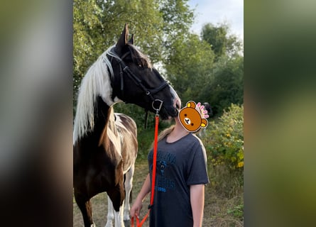 Polnisches Warmblut, Wallach, 6 Jahre, 170 cm, Schecke