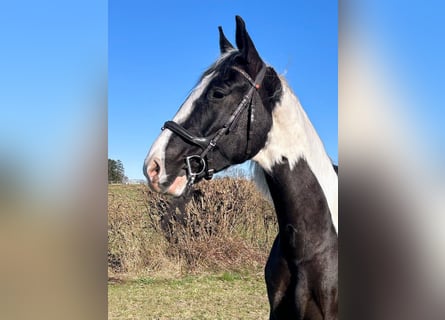 Polnisches Warmblut, Wallach, 6 Jahre, 170 cm, Schecke