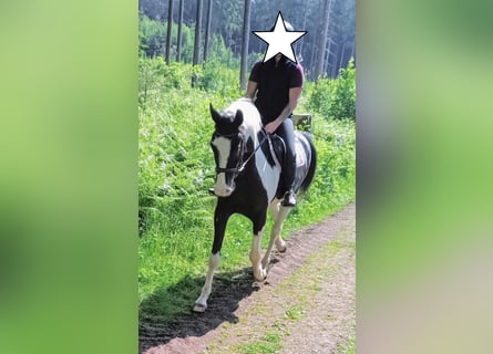 Polnisches Warmblut, Wallach, 6 Jahre, 170 cm, Schecke
