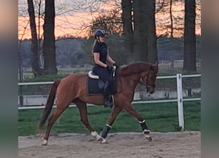 Polnisches Warmblut, Wallach, 7 Jahre, 162 cm, Fuchs