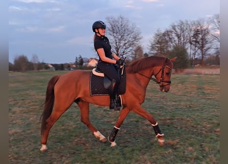 Polnisches Warmblut, Wallach, 7 Jahre, 162 cm, Fuchs