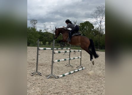 Polnisches Warmblut, Wallach, 7 Jahre, 168 cm, Brauner