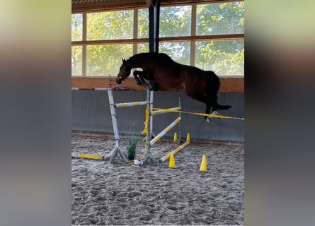 Polnisches Warmblut, Wallach, 7 Jahre, 168 cm, Brauner