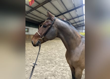 Polnisches Warmblut, Wallach, 7 Jahre, 170 cm, Dunkelbrauner