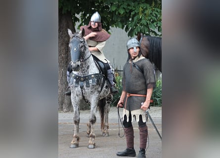 Polnisches Warmblut, Wallach, 8 Jahre, 162 cm, Tigerschecke