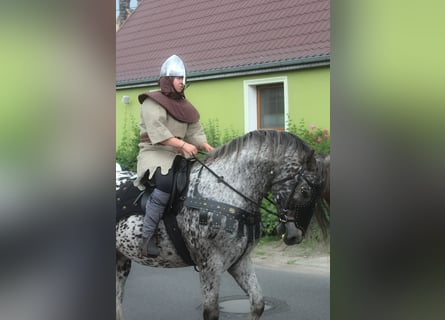 Polnisches Warmblut, Wallach, 8 Jahre, 162 cm, Tigerschecke