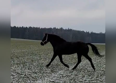 Polnisches Warmblut Mix, Wallach, 9 Jahre, 157 cm, Rappe