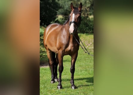 Polnisches Warmblut, Wallach, 9 Jahre, 168 cm, Brauner