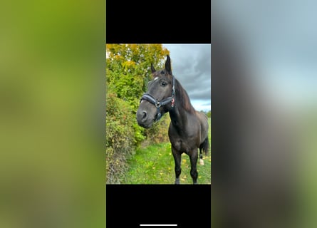 Polnisches Warmblut, Wallach, 9 Jahre, 170 cm, Rappe