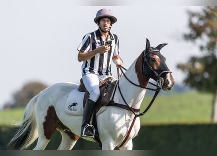 Polo Pony Mix, Gelding, 13 years, 15,1 hh, Pinto