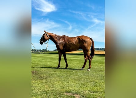 Polo Pony Mix, Gelding, 14 years, 15,2 hh, Chestnut-Red
