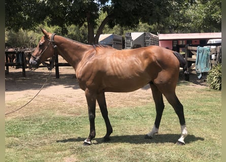 Polo Pony, Gelding, 7 years, 15,1 hh, Brown