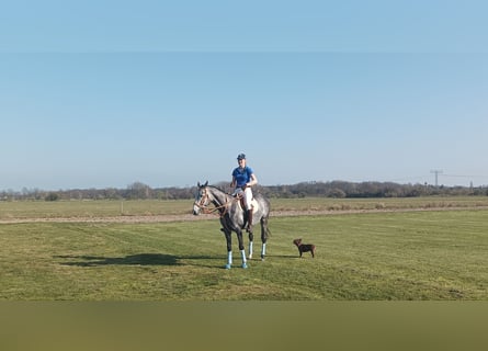 Polo Pony, Gelding, 8 years, 15,1 hh, Gray-Dark-Tan