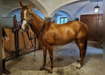 Polo Pony, Mare, 12 years, 15 hh, Chestnut-Red