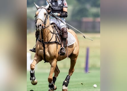 Polo Pony, Mare, 12 years, Palomino