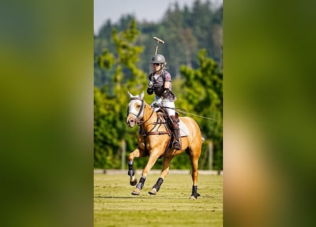 Polo Pony, Mare, 12 years, Palomino