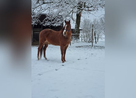 Polo Pony, Mare, 13 years, 14,2 hh, Chestnut-Red