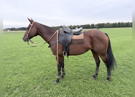 Polo Pony, Mare, 13 years, 15.2 hh, Bay-Dark