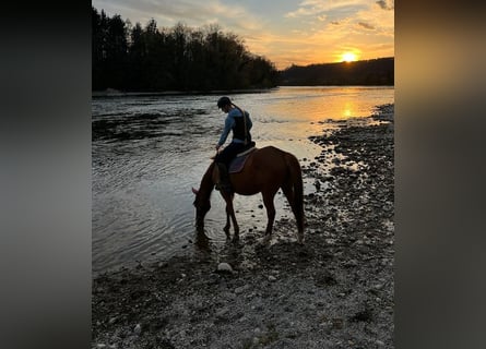 Polo Pony, Mare, 14 years, 15.1 hh, Chestnut-Red