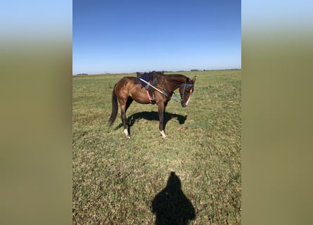 Polo Pony Mix, Mare, 6 years, 14,3 hh, Chestnut