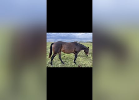 Polo Pony, Mare, 8 years, 15,2 hh, Black