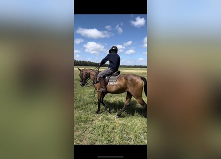 Polo Pony, Merrie, 10 Jaar, 155 cm, Bruin