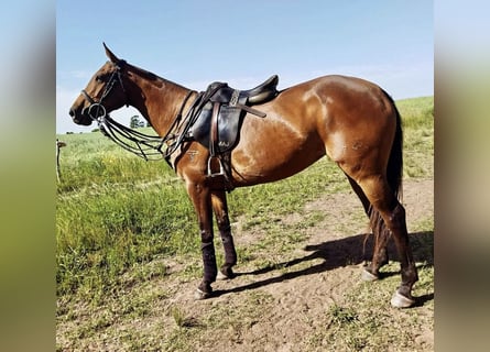Polo Pony, Merrie, 10 Jaar, 156 cm, Donkerbruin