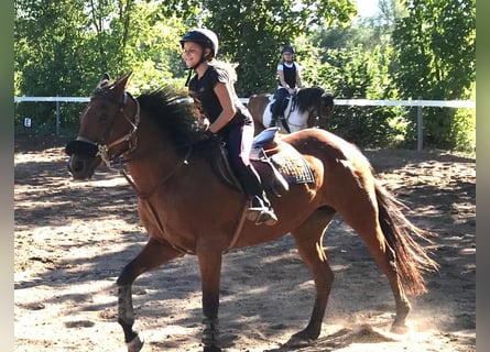 Polo Pony, Merrie, 24 Jaar, 151 cm, Brauner