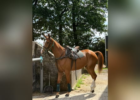 Polo Pony, Ruin, 6 Jaar, 164 cm, Donkere-vos