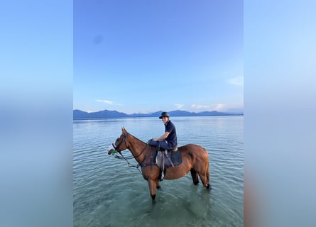 Polo Pony, Ruin, 7 Jaar, 160 cm, Donkere-vos