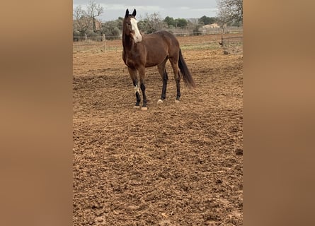 Polo Pony Mix, Ruin, 7 Jaar, 167 cm, Roodbruin