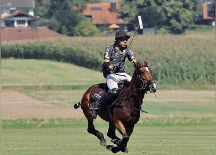 Polo Pony, Stute, 10 Jahre, Brauner