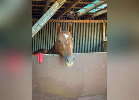 Polo Pony, Stute, 17 Jahre, 148 cm, Dunkelfuchs