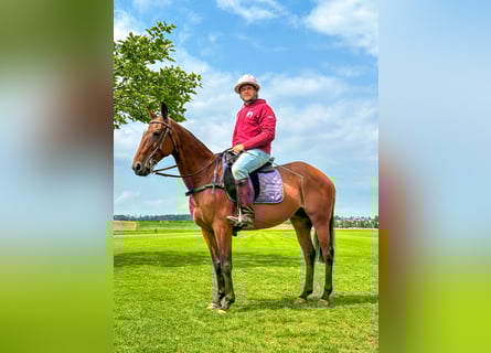 Polo Pony, Stute, 18 Jahre, 150 cm, Brauner