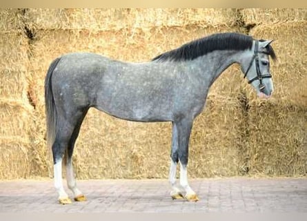 Polo Pony, Stute, 4 Jahre, 135 cm, Schimmel