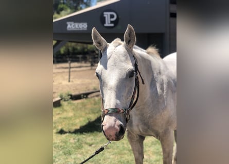 Polo Pony, Stute, 8 Jahre, 152 cm, Schimmel