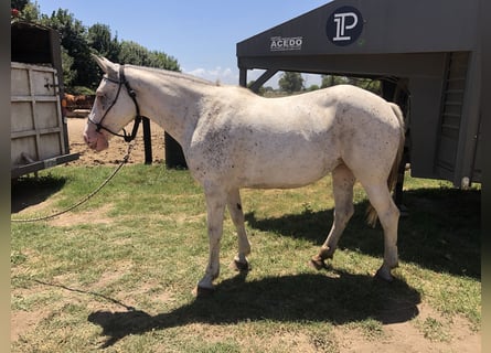 Polo Pony, Stute, 8 Jahre, 153 cm, Schimmel