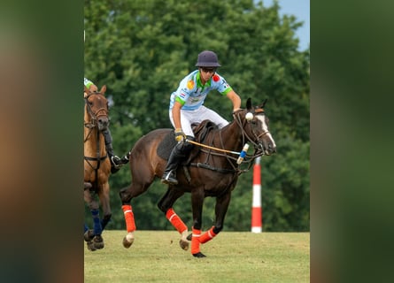 Polo Pony, Stute, 9 Jahre, 154 cm, Dunkelbrauner
