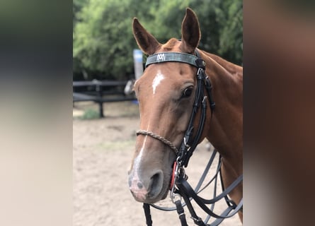 Polo Pony, Stute, 9 Jahre, 156 cm, Fuchs