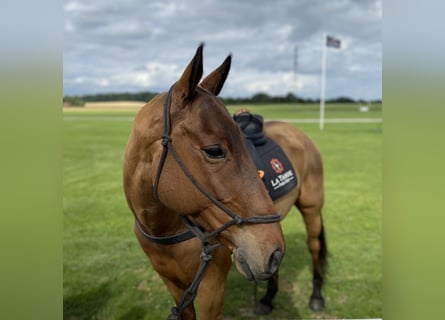 Polo Pony, Wallach, 10 Jahre, Brauner