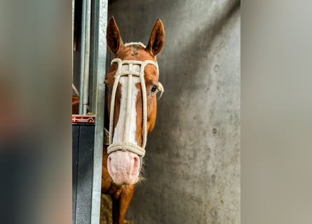 Polo Pony, Wallach, 15 Jahre, Fuchs