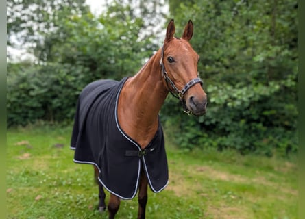 Polo Pony, Wallach, 16 Jahre, 155 cm, Brauner