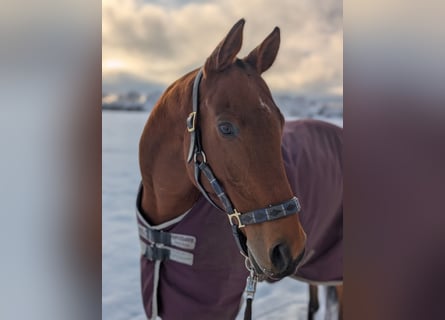Polo Pony, Wallach, 16 Jahre, 155 cm, Brauner