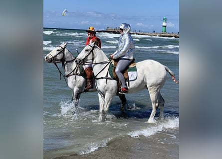 Polo Pony, Wallach, 17 Jahre, 158 cm, Schimmel