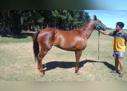 Polo Pony, Wallach, 4 Jahre, 155 cm, Brauner