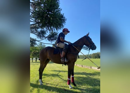 Polo Pony, Wallach, 7 Jahre, 153 cm, Brauner