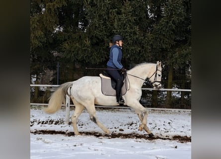 Polski koń sportowy, Klacz, 10 lat, 163 cm, Siwa