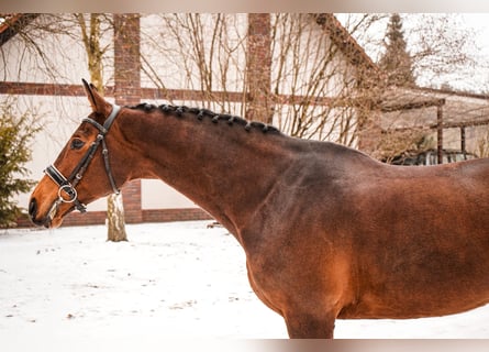 Polski koń sportowy, Klacz, 11 lat, 170 cm, Gniada