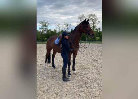 Polski koń sportowy, Klacz, 13 lat, 165 cm, Gniada